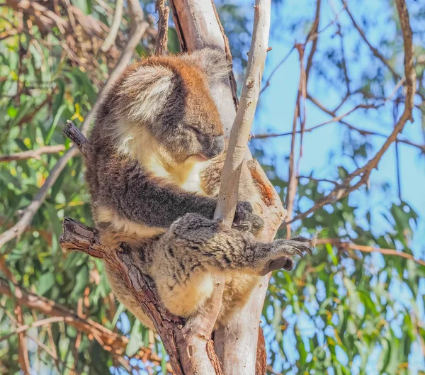 Koala sonolento em árvore — Fotografia de Stock