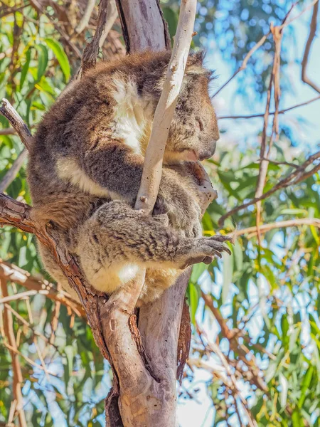 Sleepy Koala w drzewo — Zdjęcie stockowe