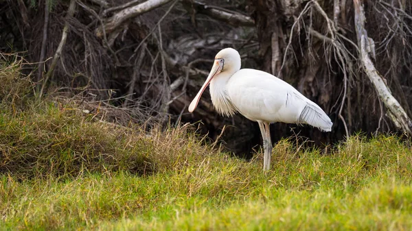 Yellow-Billed Spoonbill — Stock Photo, Image