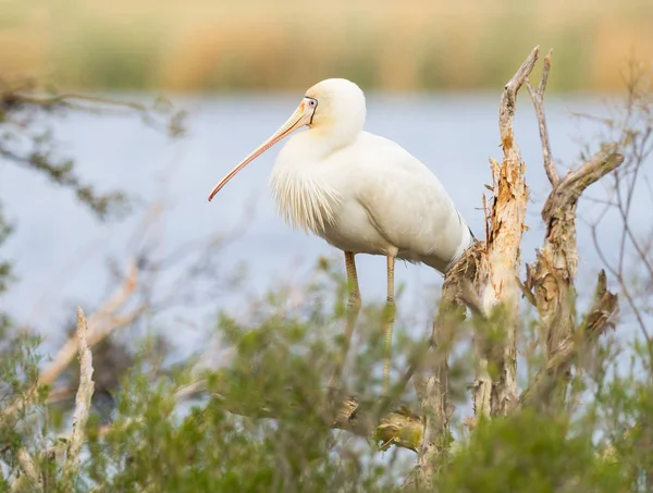 Yellow-Billed Spoonbill — Stock Photo, Image