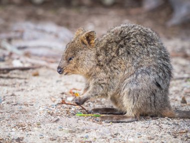 Avustralya Quokka besleme