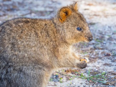 Avustralya Quokka portre 