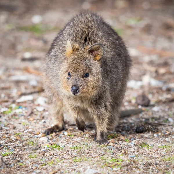 Quokka on Rottnest Island — Stock Photo, Image