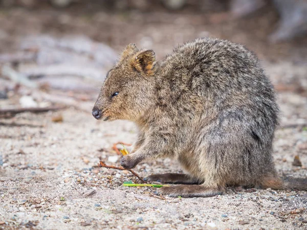 Avustralya Quokka besleme