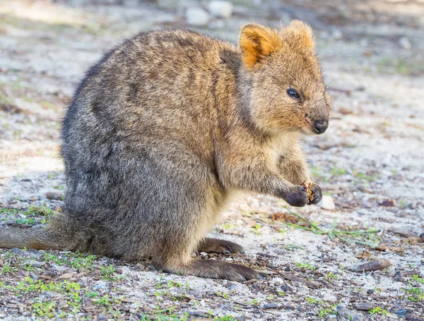 Alimentação de Quokka australiano — Fotografia de Stock