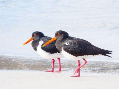 Alaca Oystercatcher çifti