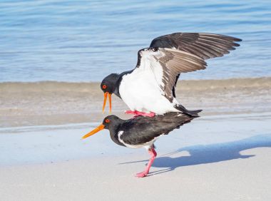 Alaca Oystercatchers çiftleşme