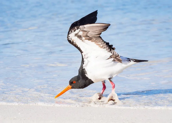 Pied Oystercatcher Foraging — Stock Photo, Image