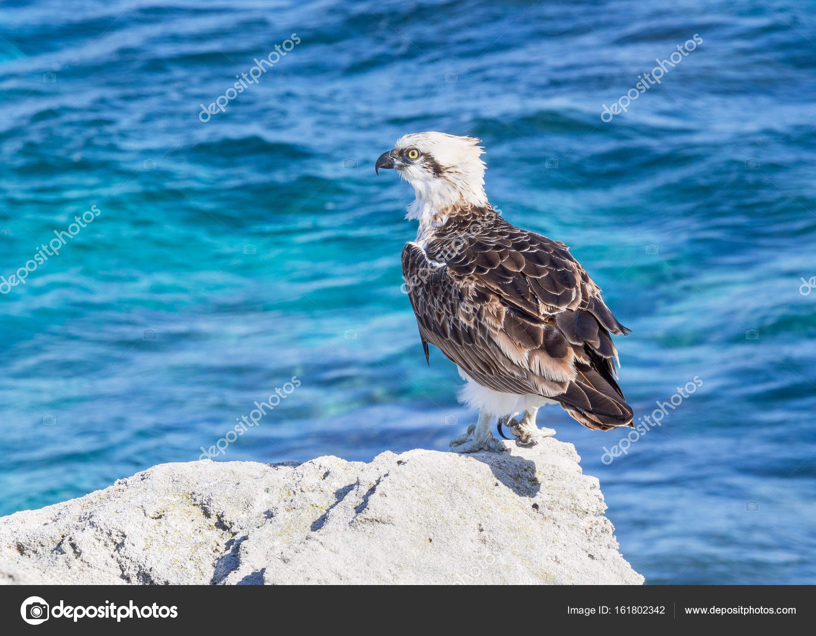 Risultati immagini per ISOLA DI ROTTNEST