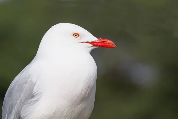 Silbermöwe-Porträt — Stockfoto