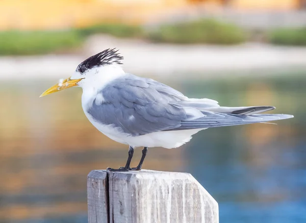 Crested Tern su un dissuasore — Foto Stock