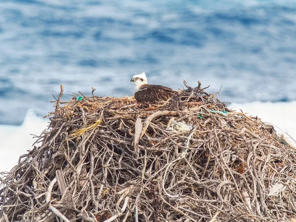 Osprey orientale sul nido — Foto Stock