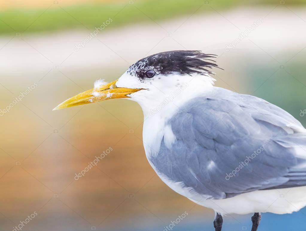 Crested Tern Portrait