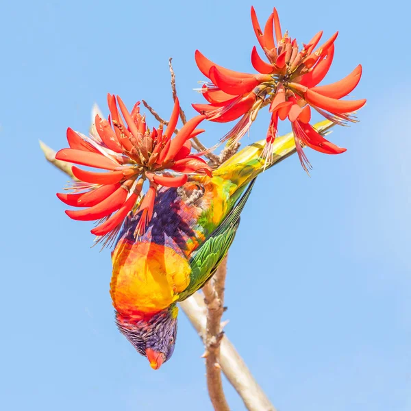 Rainbow Lorikeet on Coral Tree — Stock Photo, Image