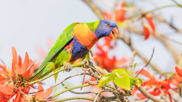 Rainbow Lorikeet In Coral Tree — Stock Photo, Image