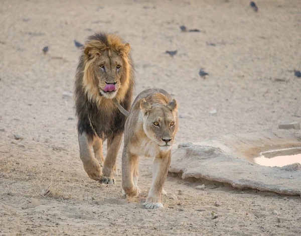 Par de Leões Kalahari — Fotografia de Stock