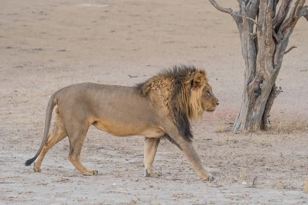 Walking Kalahari Lion — Zdjęcie stockowe