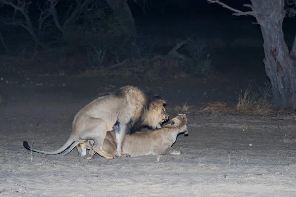 狮子交配在晚上 — 图库照片