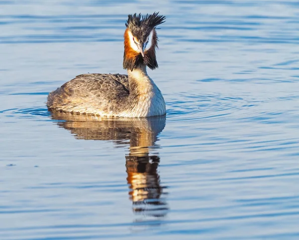 Skäggdopping — Stockfoto