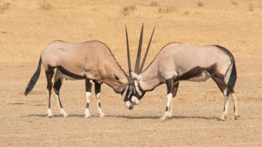 Kalahari Gemsbok mücadele