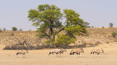 Kalahari Gemsbok sürüsü