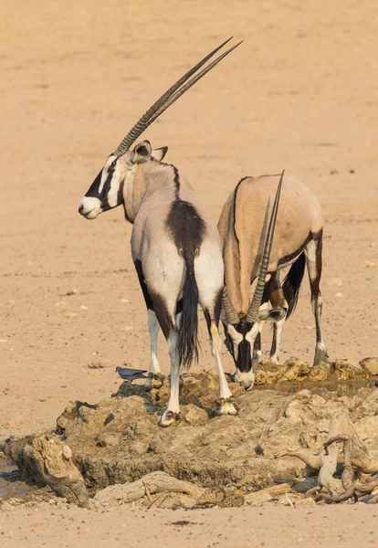 Калахарі-Gemsbok, пити — стокове фото