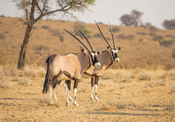 Kalahari Gemsbok çifti — Stok fotoğraf