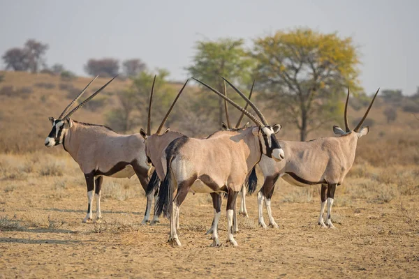 Kalahari Gemsbok kudde — Stockfoto