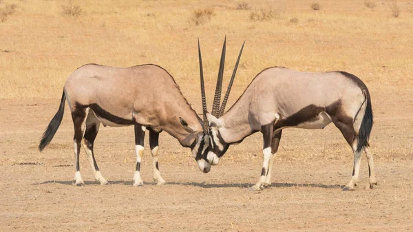 Kalahari-Gemsbockkampf — Stockfoto