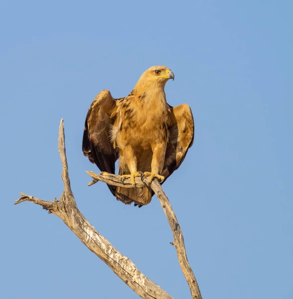 Águia de Tawny empoleirada — Fotografia de Stock