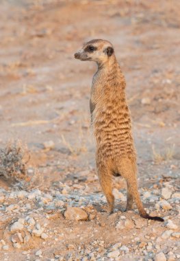 Kalahari çöl faresi