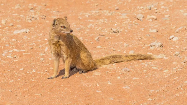 Yellow Mongoose in the Kalahari — Stock Photo, Image