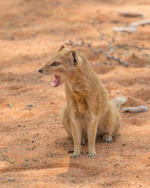 Жовтий Mongoose в в Калахарі — стокове фото