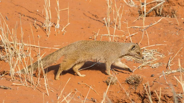 Yellow Mongoose in the Kalahari — Stock Photo, Image