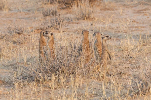 Kalahari-Erdmännchenkolonie — Stockfoto