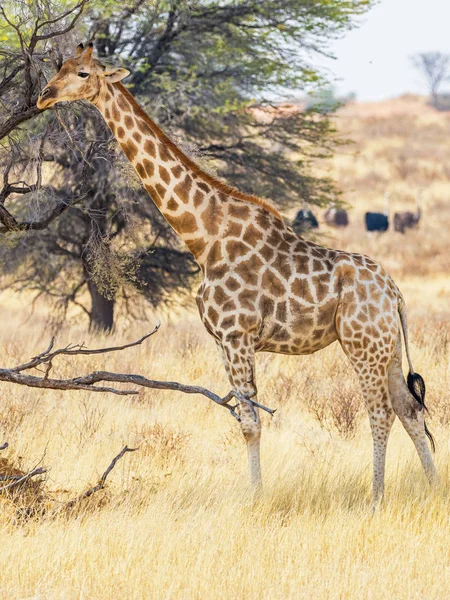 Giraffe in der Kalahari — Stockfoto