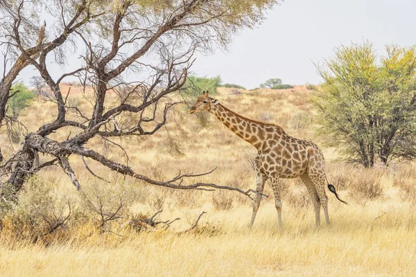 A Kalahári sivatagban zsiráf — Stock Fotó