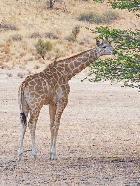 年轻的喀拉哈里沙漠长颈鹿 — 图库照片