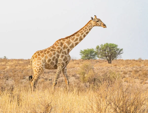 Giraf in de Kalahari — Stockfoto