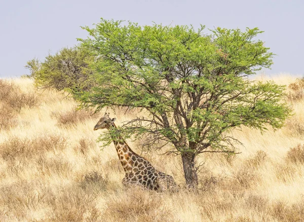 Ruhende Giraffe in der Kalahari — Stockfoto