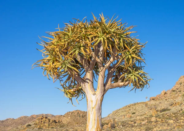 Kokerboom ou arbre carquois — Photo