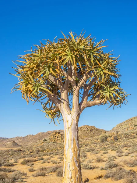 Kokerboom veya titreme ağaç — Stok fotoğraf