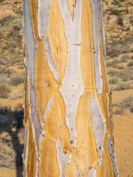 Kokerboom или Quiver Tree
