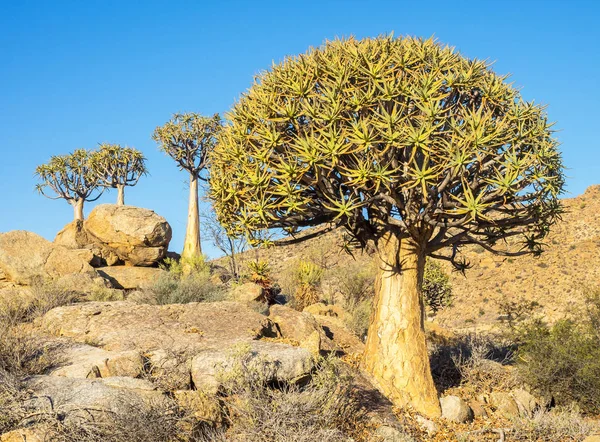 Kokerboom oder Köcherbaum — Stockfoto