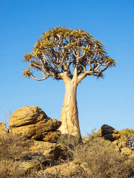 Kokerboom またはタカロカイ — ストック写真