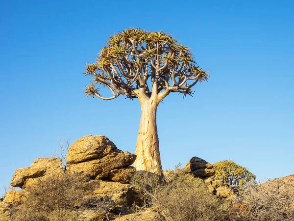 Kokerboom veya titreme ağaç — Stok fotoğraf