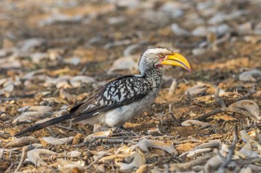 Güney Sarı gagalı Boynuz gagalı