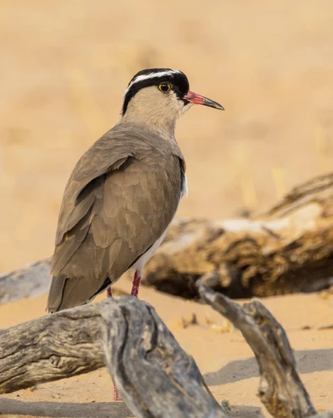Kalahari taç kız kuşu — Stok fotoğraf
