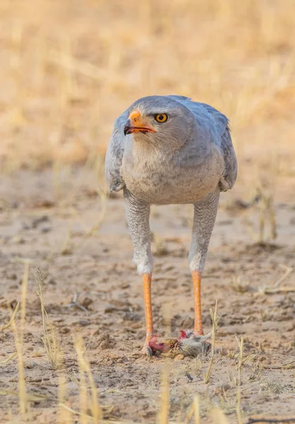 Jižní bledě praktikujícím goshawk — Stock fotografie