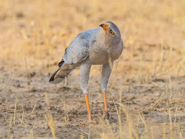 Autour de palombe chantante pâle du Sud — Photo